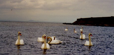 Swan Fleet